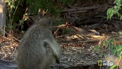 The Hunting Baboon Queen   Baboon Queen