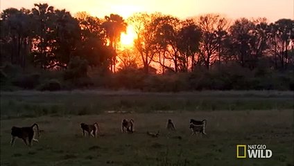 Stranger Danger   Baboon Queen