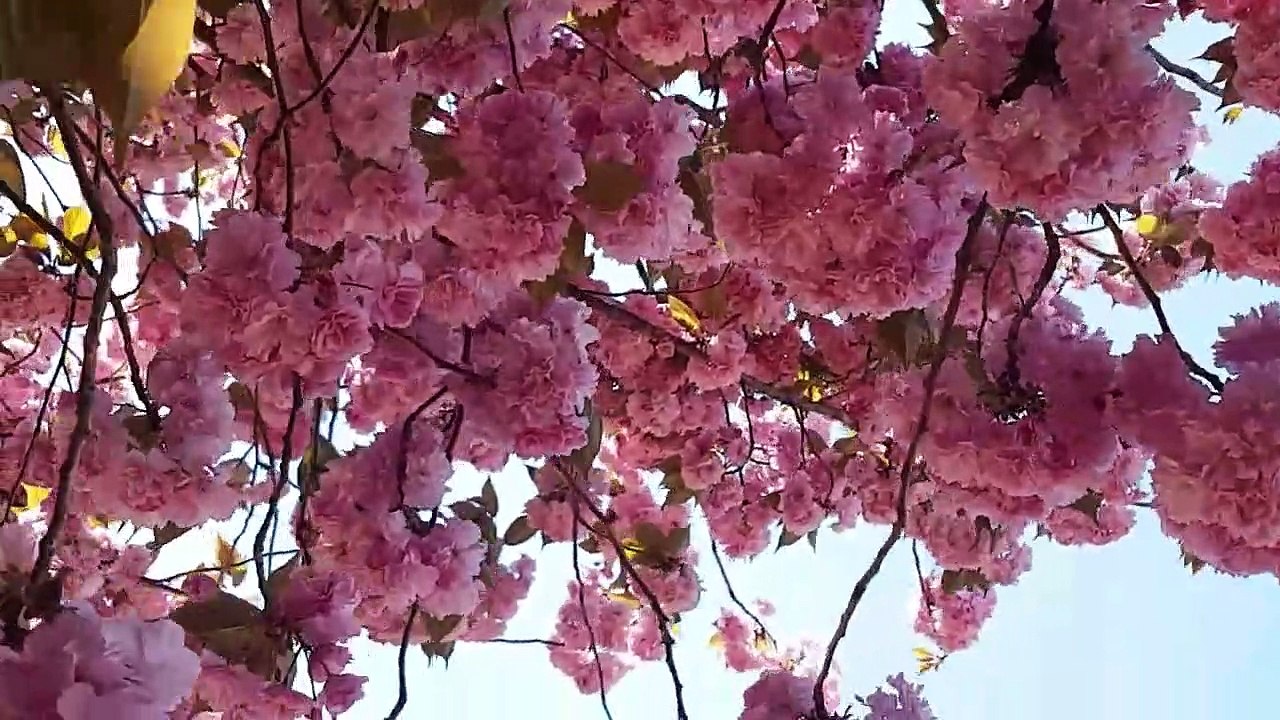 Soothing Sleep Music for Relaxation, Meditation, Deep Sleep, Yoga, and Study | Fit Mindss