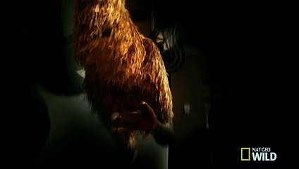 New Zealand's Giant Bird Monsters   Wild New Zealand