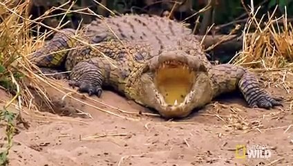 Bird vs. Lizard   Real Angry Birds