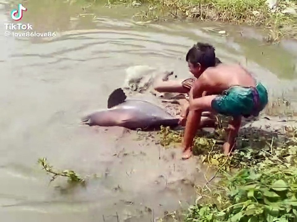 Dolphin in Nepal