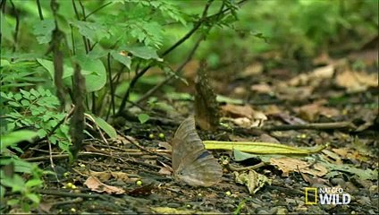 How Jungle Predators Get Their Prey   Destination WILD