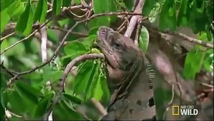 Caterpillars' Relationship with Cyanide-laced Plants   Destination WILD