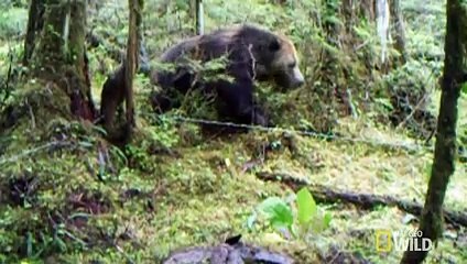Scientists Use Salmon Guts to Study Bears   Destination WILD