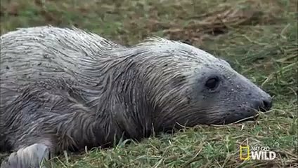 A Seal Pup Loses Its Mom   Destination WILD