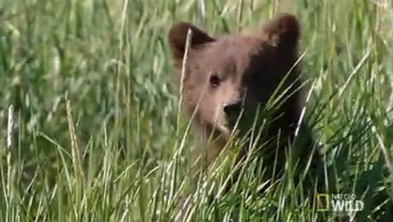 A Bear Cub Gets Lost   Destination WILD