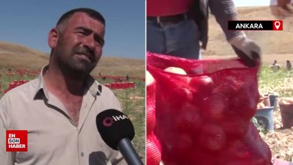 Tarlada 4,5, markette 20 lira: Ankara'da soğan hasadının sonuna gelindi