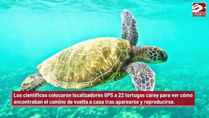 Las tortugas marinas tienen un terrible sentido de la orientación