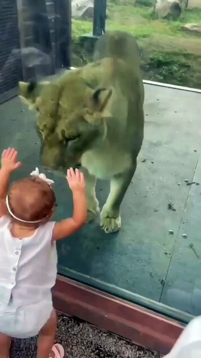 Cute baby and Lion (Bayi lucu dan Singa)