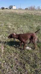 Pointer Doing Pointer Things