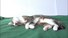 Cat Videos (3)