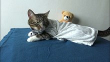 Cat Videos (5)
