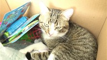 Cat Videos (4)