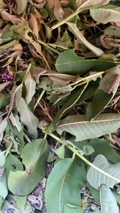 The Chrysalis Corner