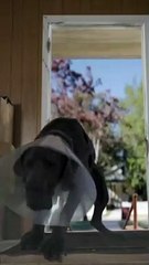 Let’s keep it on a leash there guys