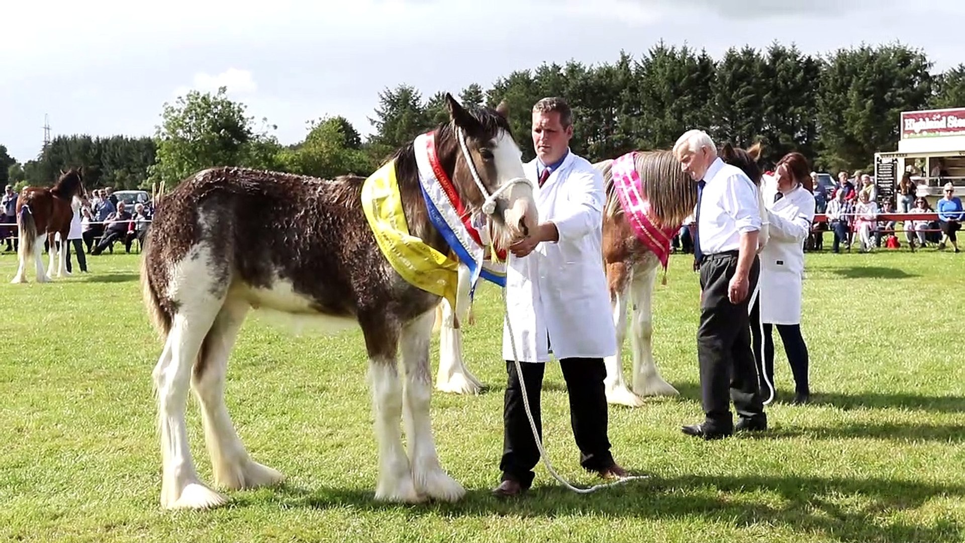 ⁣Aberdeen Clydesdale Show