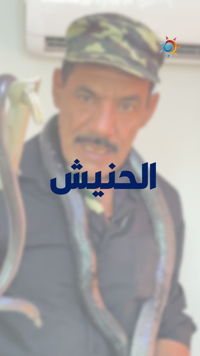 أفعى الحنيش .. أفعى صديقة للإنسان غذاؤها القوارض والأفاعي السامة