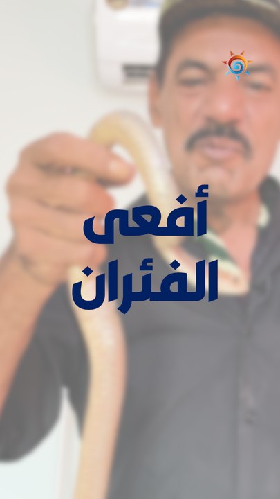 تعرف على أفعى الفئران .. أو الأفعى الحمراء تتغذى على الفئران وتأكل أفعى الخبيث الأسود