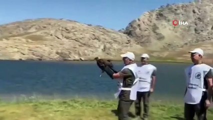 Tedavisi Tamamlanan Kızıl Şahin Doğaya Bırakıldı