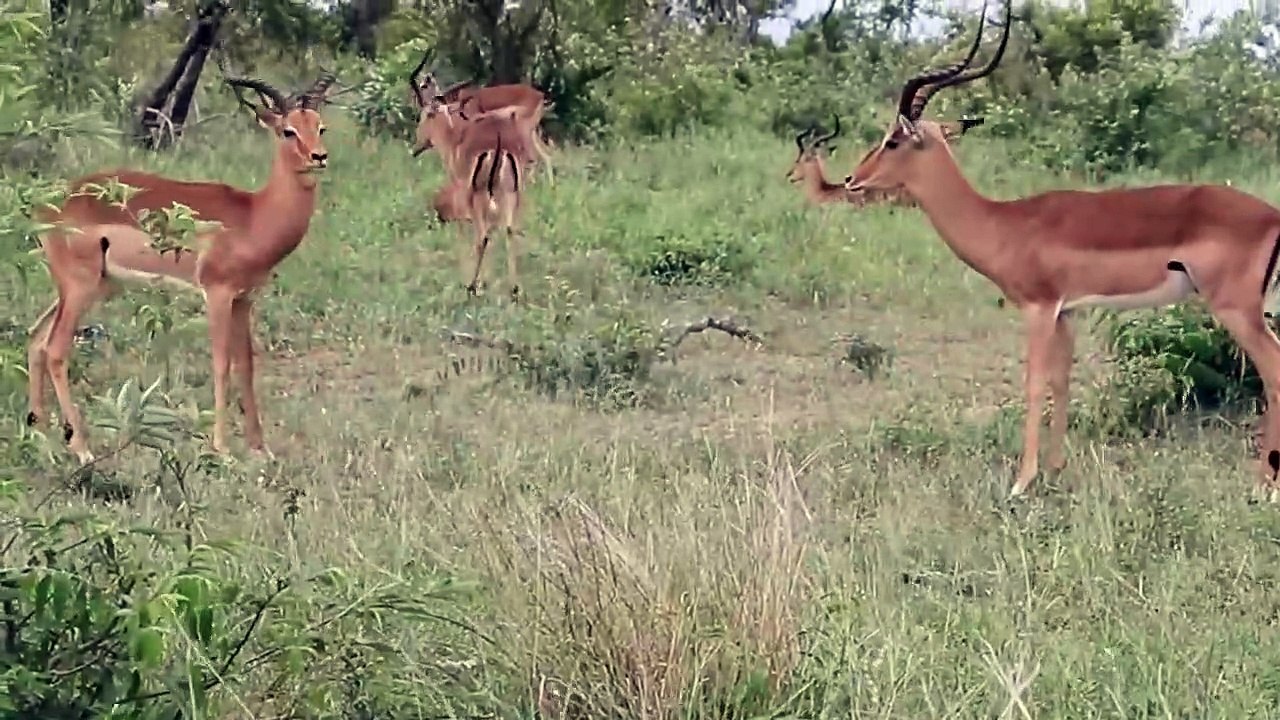 Rams Fighting Animal Videos