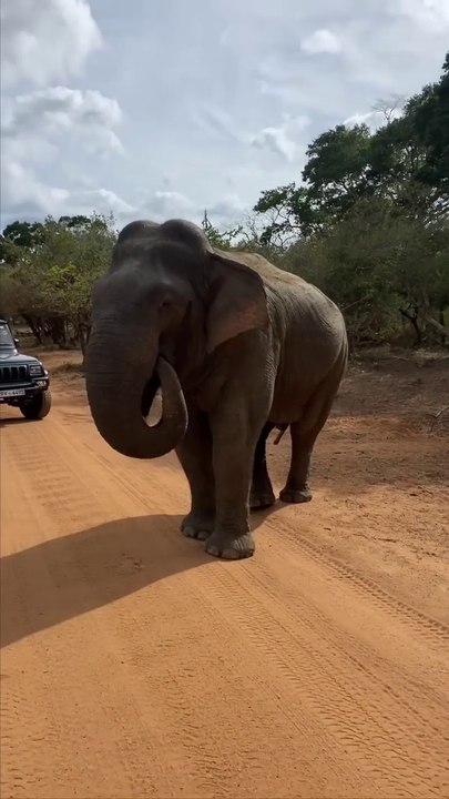 Elephant Eats Dropped Phone