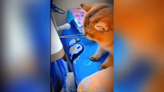 --Cat Memes_ Skibidi Toilet Cat and Funniest Dogs (updated) -- Trending Funny Animals --(1080P_HD)