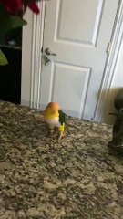Yoshi the Parrot Hops