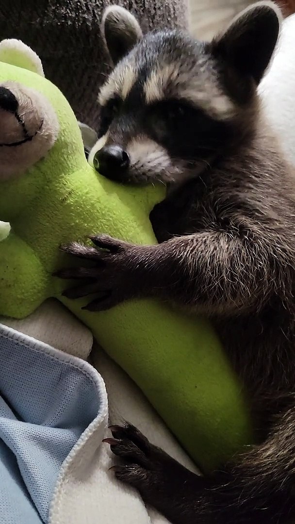 Rescued Raccoon Loves Her Toy
