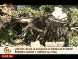 Caracas | Cuadrillas de limpieza retiran árboles caídos y escombros debido a las fuertes lluvias