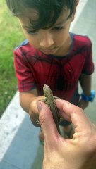 Curious Boy Bitten By Small Lizard