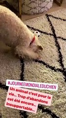 Damien Thévenot complètement gaga de son chien Jazz, qui l'accompagne depuis 9 ans. Instagram