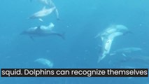 50 Strange Facts About Dolphins Mind-Blowing Discoveries