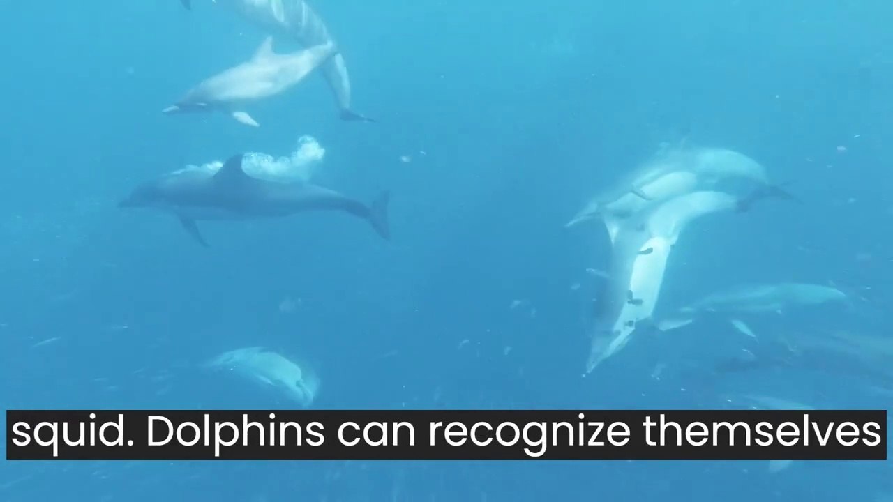 50 Strange Facts About Dolphins Mind-Blowing Discoveries