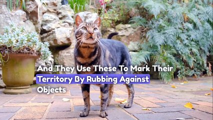 25 Shocking Cat Behavior Facts You Didnt Know