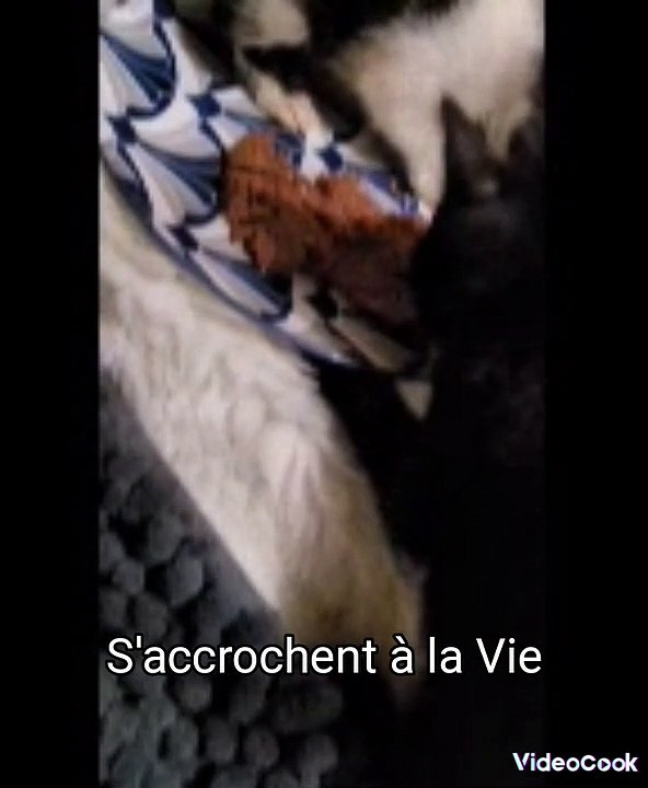 Sauvetages de Trois Chatons Dénutris, Déshydratés, souffrants d'un Coryza. Soutenez et Contribuez à Nos Missions de Sauvetages.