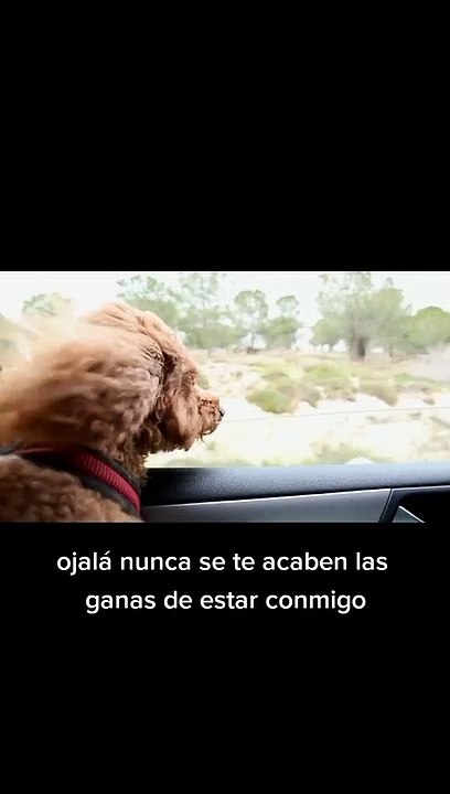 Tu eres mi persona favorita