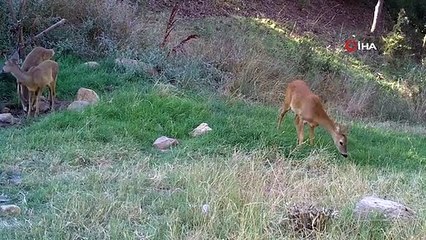 La faune de la steppe dans l'appareil photo： Voici comment étaient observés le lynx, le chevreuil, la loutre