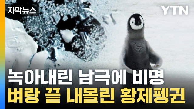 [자막뉴스] 엄청나게 비정상적 ...'재앙' 마주한 황제펭귄 / YTN