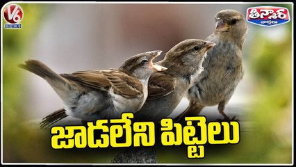 Bird Species Are Extincting Day By Day Due To Modernization | V6 Teenmaar