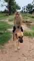 Dog monkey funny video #shorts #fyp #funny #dog #monkey