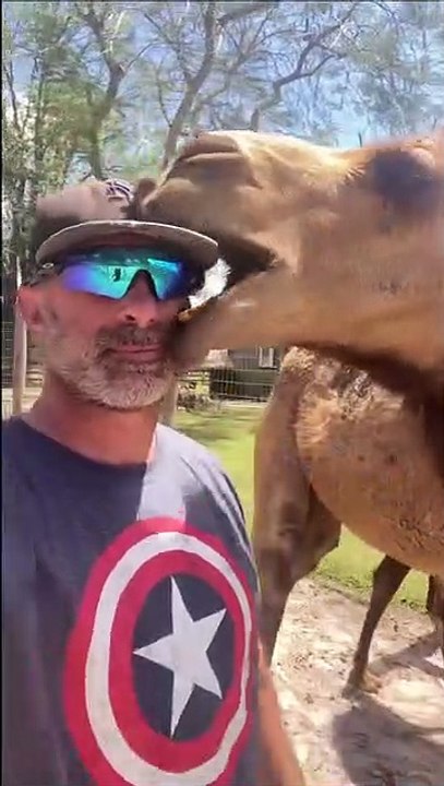 Funny Camel