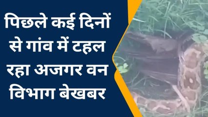 प्रयागराज: विशालकाय अजगर ने मचाया तांडव लोगों में दहशत, देखिए वीडियो