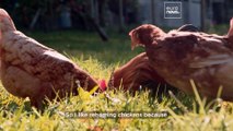 Egg-laying hens are killed after just 18 months. This charity gives them a brighter future