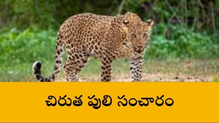 మెదక్: జిల్లాలో చిరుత పులి సంచారం కలకలం