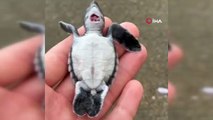 Yaralı yavru yeşil deniz kaplumbağası tedavi altına alındı