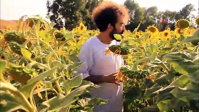 Trakya değil Yüksekova...Ayçiçek tarlası fotoğraf çektirmek isteyenlerin uğrak mekanı oldu