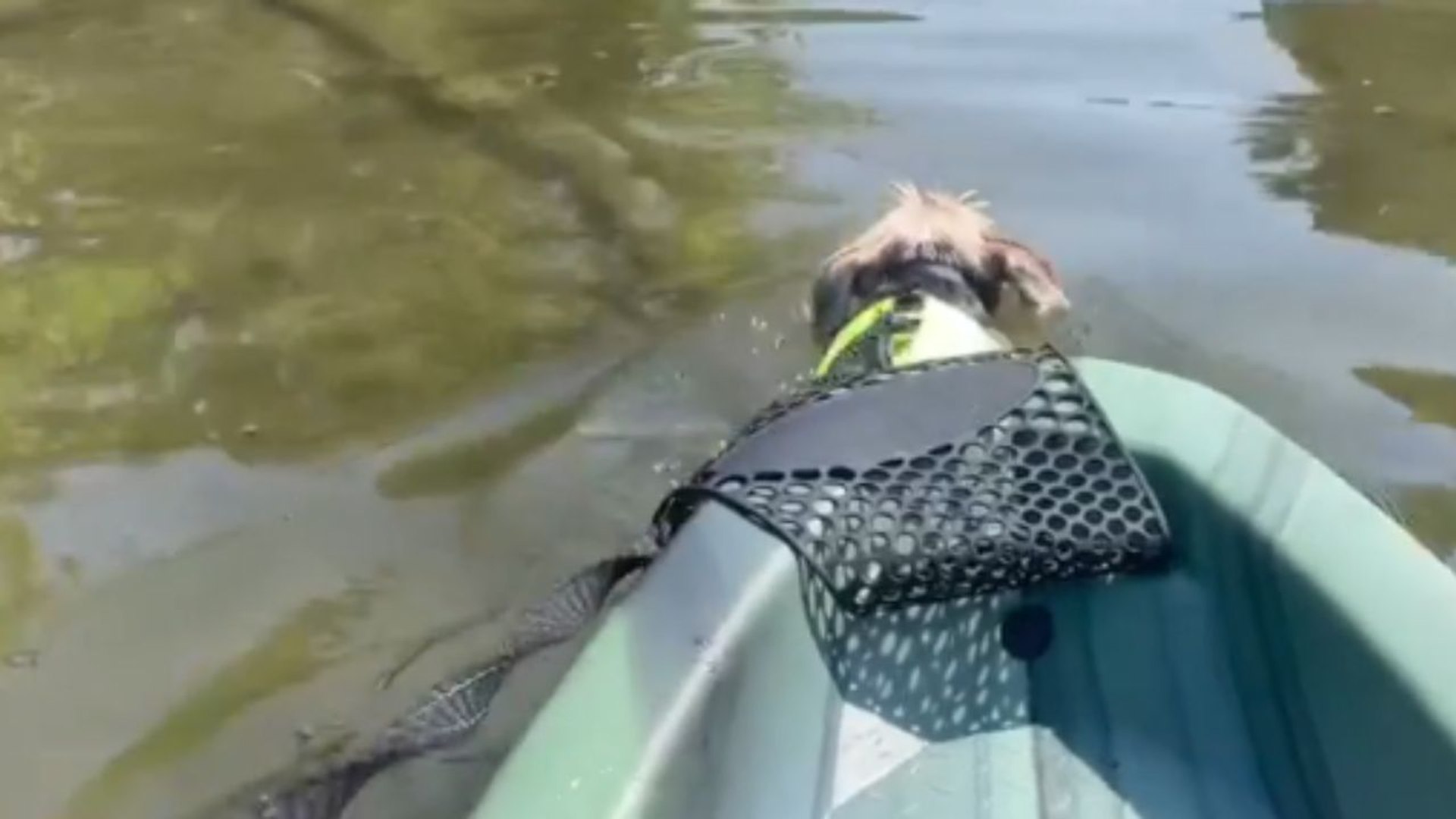 Dutiful dog becomes the trolling motor for its owner who was