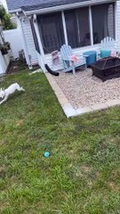 Les Zoomies ont atterri