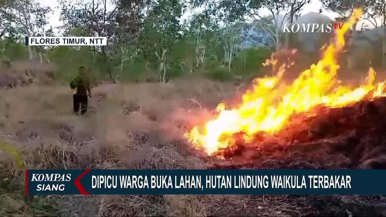 Puluhan Hektar Lahan Hutan Lindung Waikula Terbakar Akibat Warga Buka Lahan